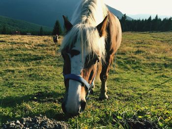 Horse grazing on field