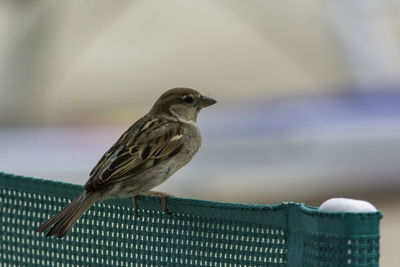 Close-up of bird perching on railing