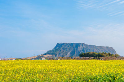 Scenic view of oilseed rape field against sky