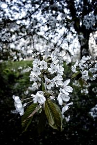 Close-up of white flowers