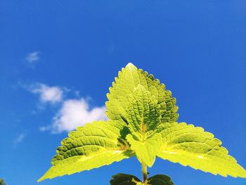 Close-up of fresh green leaves against blue sky