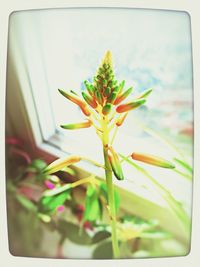 Close-up of yellow flower