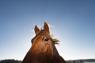 Low angle view of giraffe against clear sky