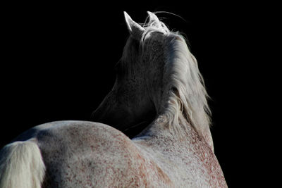 Close-up of animal eye over black background
