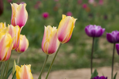 Close-up of tulips blooming outdoors