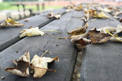 Close-up of dry leaves on wooden table