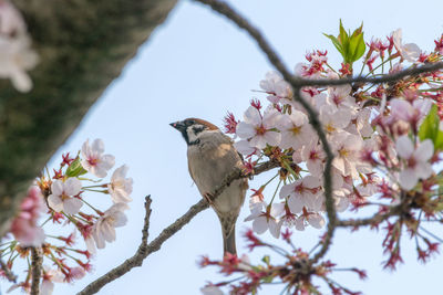 Low angle view of cherry blossoms in spring