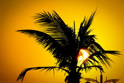 Low angle view of silhouette coconut palm tree against romantic sky