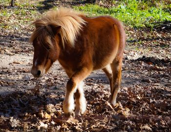 Horse standing outdoors