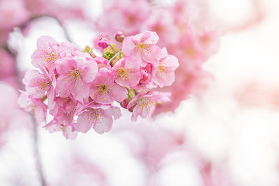 Close-up of pink cherry blossoms