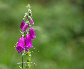 Close-up of purple flowering plant