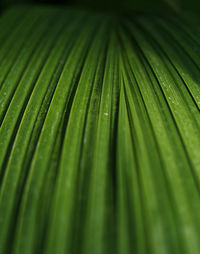 Full frame shot of wet leaf