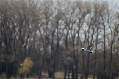 Bird flying over bare trees