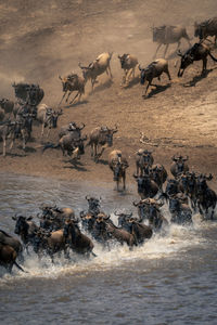 Blue wildebeest