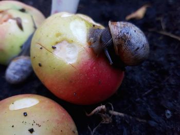 Close-up of apples