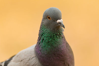 Close-up of pigeon