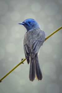 Close-up of bird perching on branch