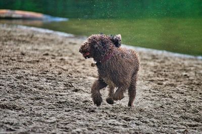 Dog standing on land