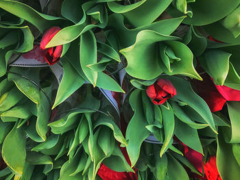 Full frame shot of multi colored flowers