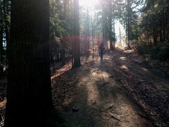 Trees in forest