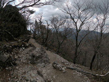 Bare trees in forest against sky