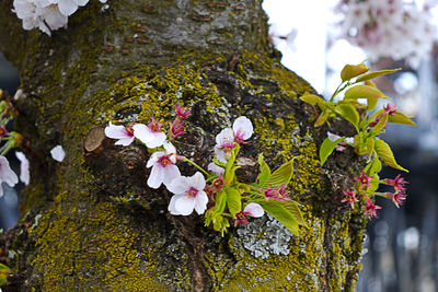 Close-up of pink cherry blossoms in spring