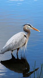 High angle view of gray heron perching on lake