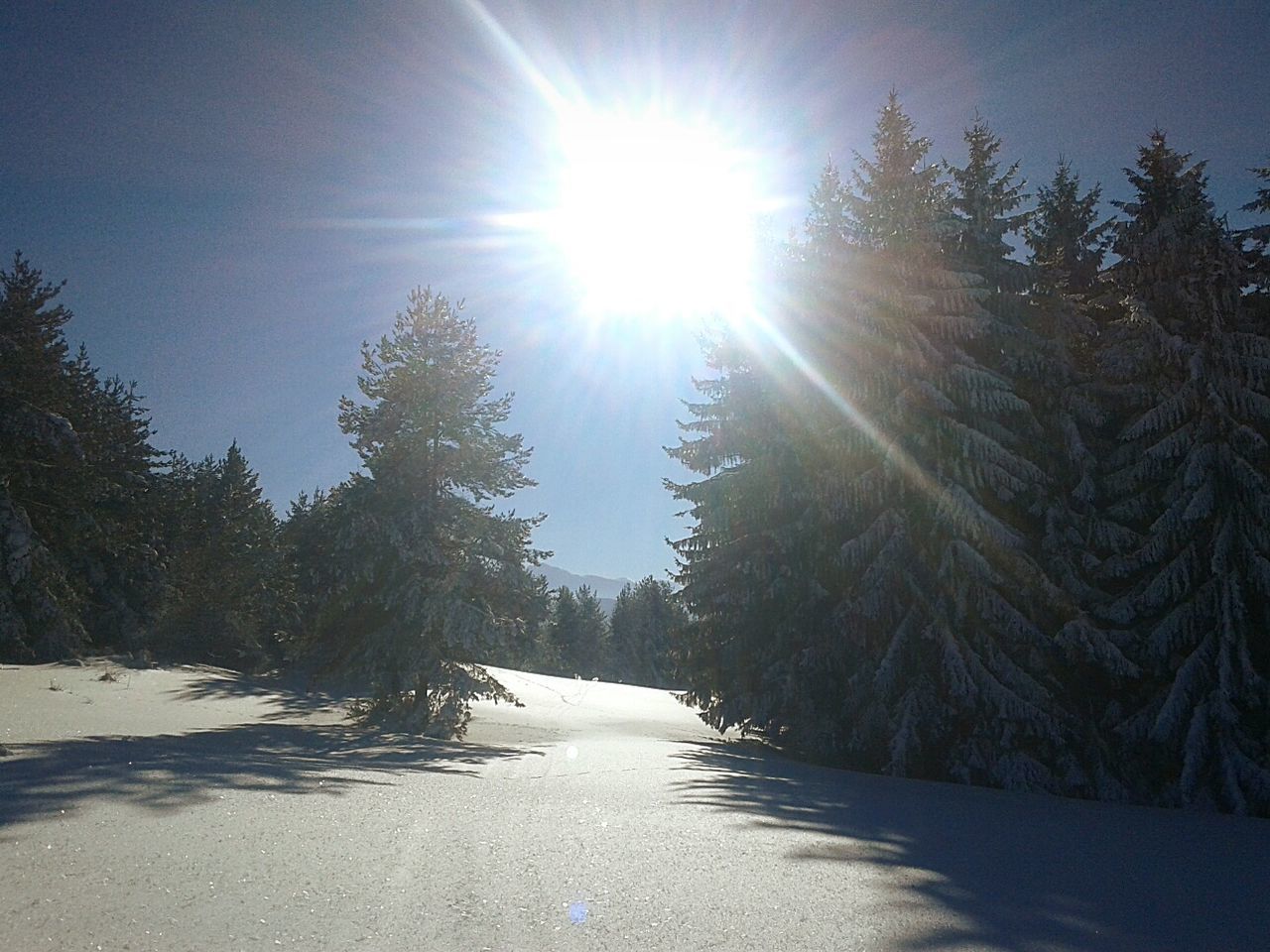 SCENIC VIEW OF TREES AGAINST SKY DURING WINTER