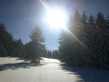 Sun shining over snow covered trees