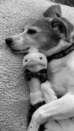 Jackabee moved breed dog sleeping with her favorite stuffed ostrich toy. 