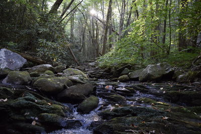 Stream flowing through rocks in forest