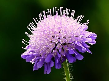 Close-up of purple flower