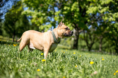 Dog looking away on field