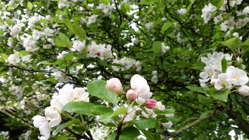 Close-up of white flowers on tree