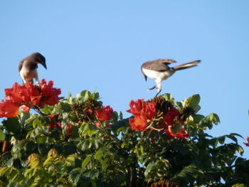 Low angle view of bird perching on flower against clear sky