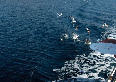High angle view of birds flying above sea