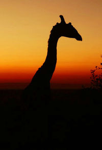 Silhouette of a horse at sunset