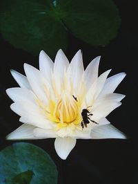 Close-up of bee pollinating on white flower