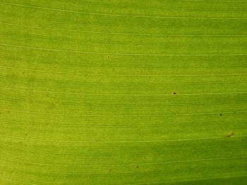 Full frame shot of green leaves