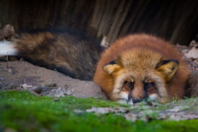 Animal lying in forest