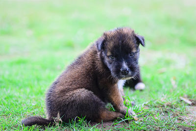 Portrait of an animal on grass