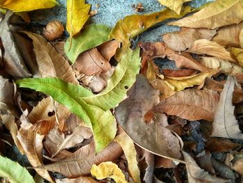 High angle view of dried leaves