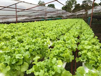 Close-up of plants in greenhouse