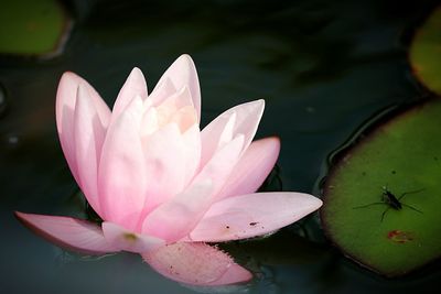 Close-up of lotus water lily in pond