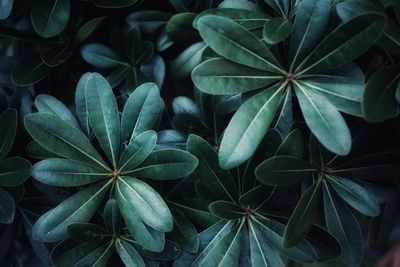 Close-up of plants at night