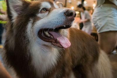 Close-up of dog looking away