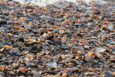 Close-up of stones on beach