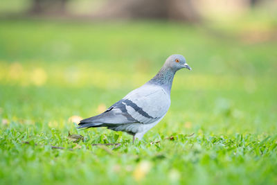 Close-up of pigeon on grass