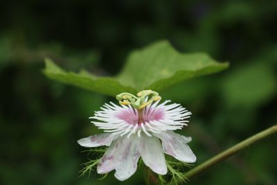 Close-up of passion flower blooming outdoors