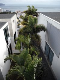 High angle view of palm trees growing amidst buildings